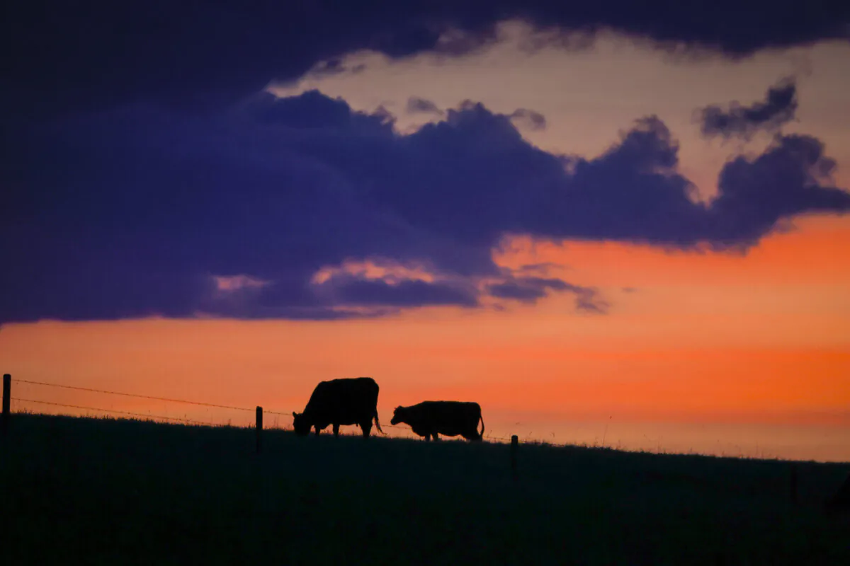 Cattle graze at sunset near Cochrane, Alta., on June 8, 2023. (The Canadian Press/Jeff McIntosh)