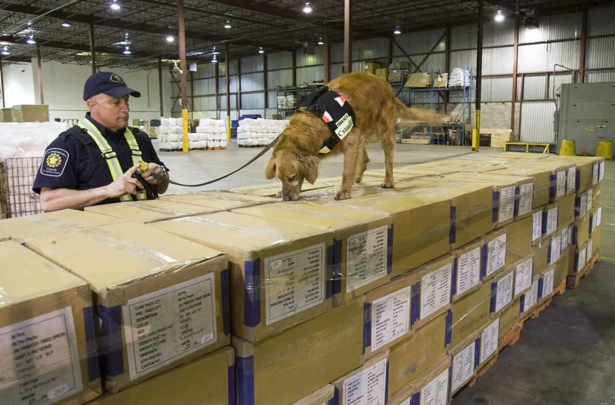 A border services officer watches his dog sniff through shipping boxes at a Canada Border Services Agency warehouse in Montreal on April 21, 2009. (The Canadian Press/Paul Chiasson)