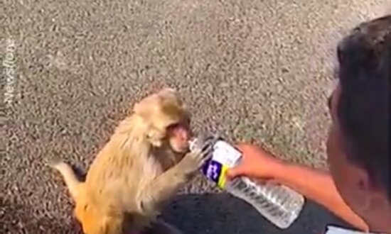 Kind Cop Gives Water to Thirsty Monkey in Western India