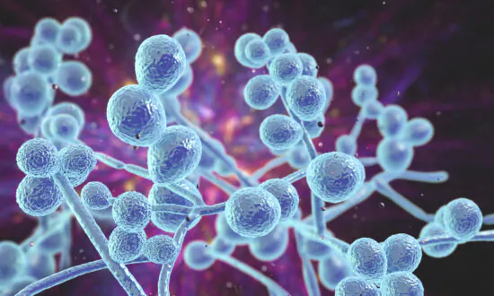 The Brain Under Siege: Exploring the Complexities of Fungal Infections