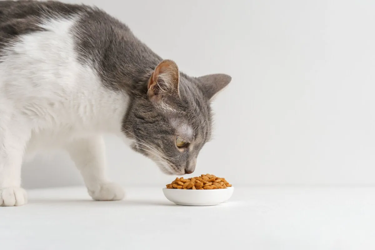 Cats must eat a well-balanced diet. Tuna alone is not enough. (Roman Samsonov/Shutterstock)