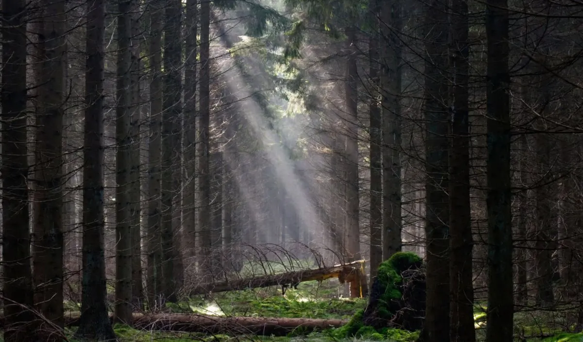(Matauw/Shutterstock)