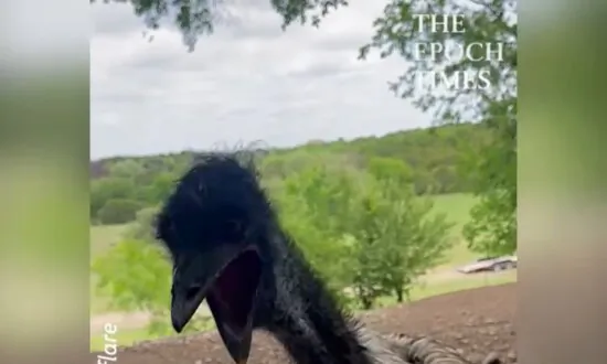 Picky Emu Rejects Healthy Food, Shakes Head in Disgust