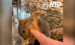 This Baby Squirrel Loves Getting Scratched!