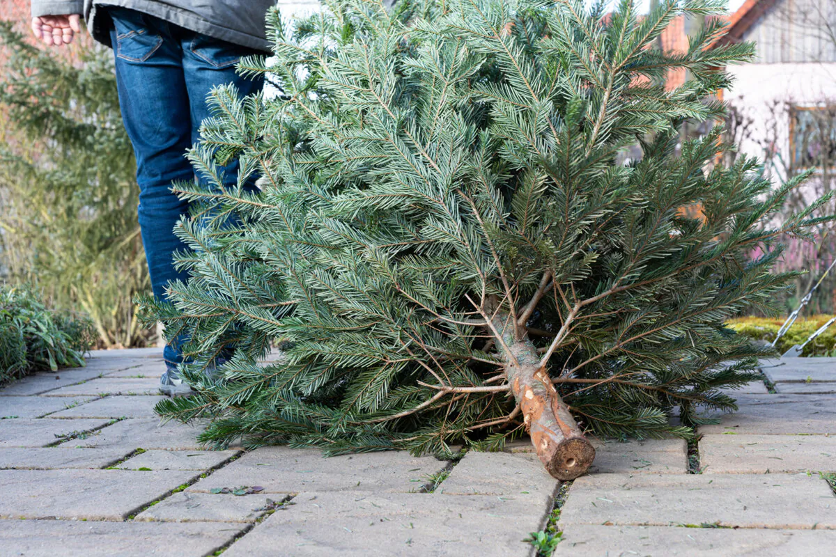 Many cities and localities offer holiday tree collection services where you can simply drop off your tree on the curb where you usually place your trash cans, and the city takes care of it from there. Other cities may have designated drop-off points when you can drive your tree and leave it there. (Dreamstime/TNS)