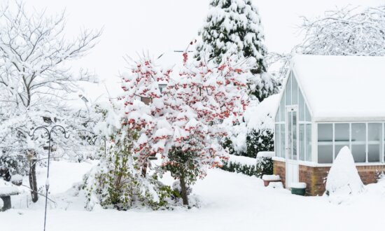 Happy Green New Year: Your January Garden Checklist