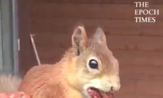 Squirrel Tries to Carry Three Nuts in His Mouth