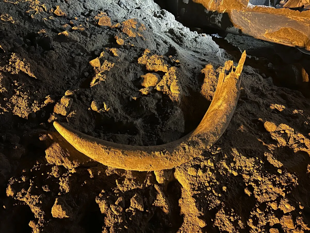 A mammoth tusk unearthed at the Freedom Mine near Beulah, N.D., in May 2023. (Coleman Fredricks via AP)