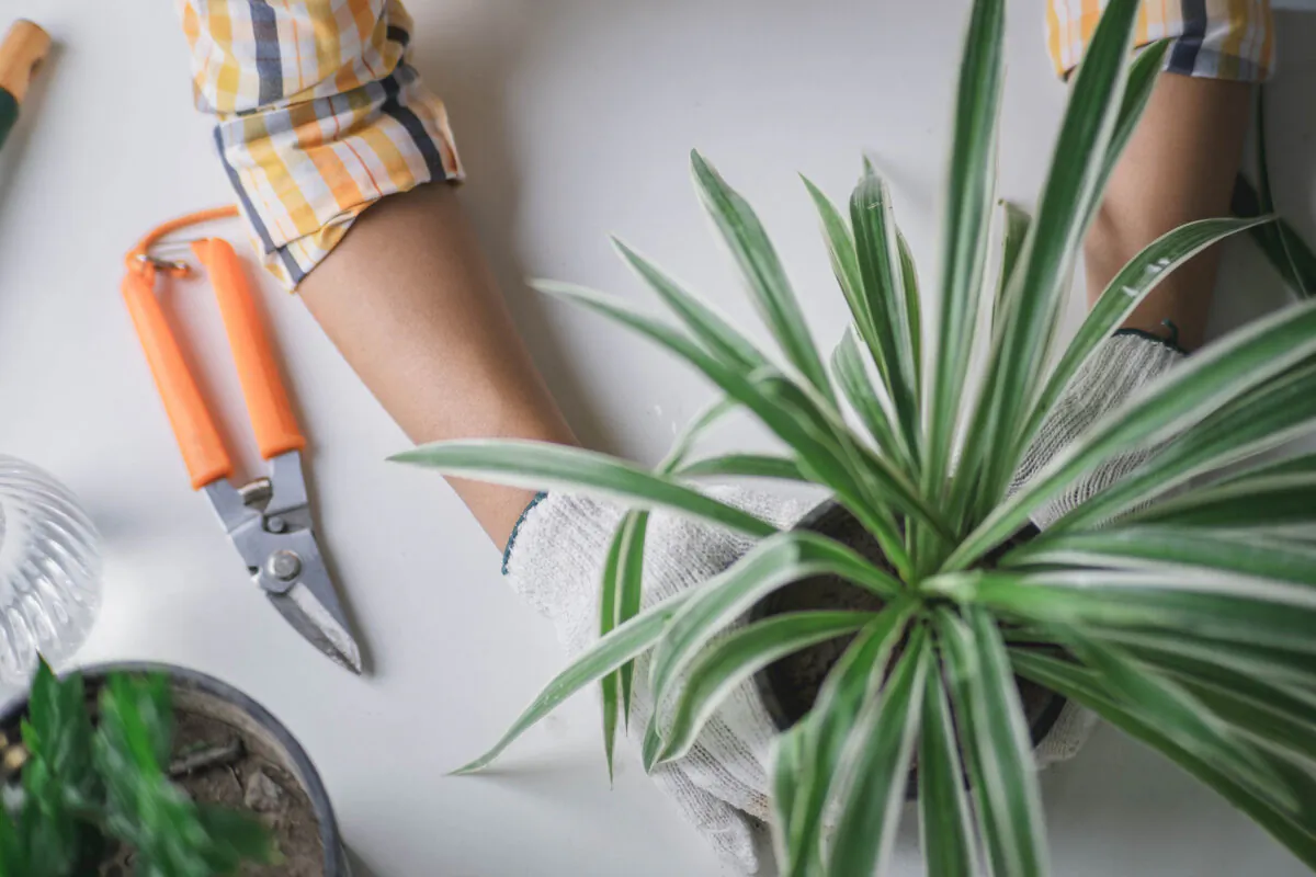 With lower light conditions in many homes, plants grow slower and may need less frequent watering in winter. (Dreamstime/TNS)