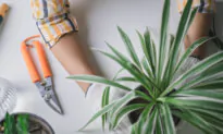 How to Boost the Health and Beauty of Your Houseplants