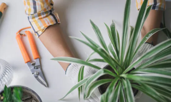 How to Boost the Health and Beauty of Your Houseplants