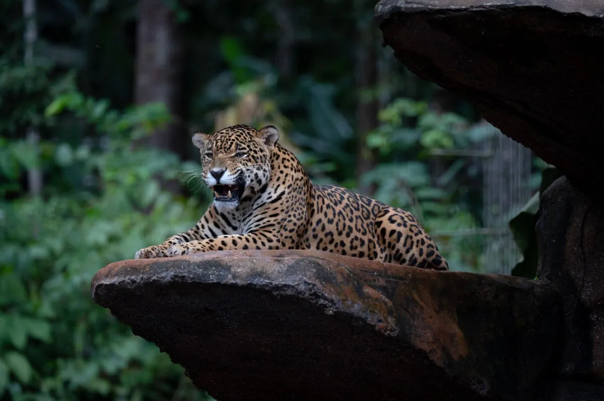 A jaguar lies on a rock in a file photo. (Mauro Pimentel/AFP via Getty Images)