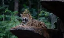 Another Jaguar Sighting in Arizona, 8th Different One in Southwestern US Since 1996