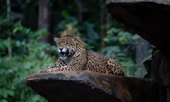 Another Jaguar Sighting in Arizona, 8th Different One in Southwestern US Since 1996