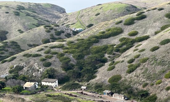 Remnants of a Remote Ranch: Thousands of Sheep Once Roamed Islands Now Preserved by NPS