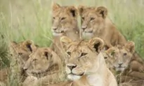 How to Develop Leaders at Every Level