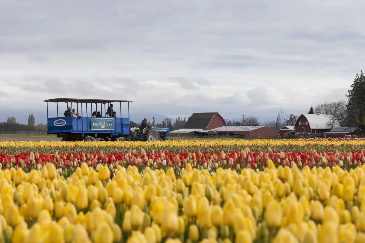 Flower lovers can head for the tulip farms in Mount Vernon, Washington, for the colorful Skagit Valley Tulip Festival held each April. (Paul Christian Gordon/Zuma Press/TNS)