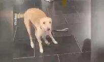Dog Overcome With Excitement at Seeing His Owner Again