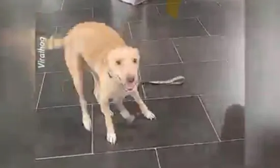 Dog Overcome With Excitement at Seeing His Owner Again