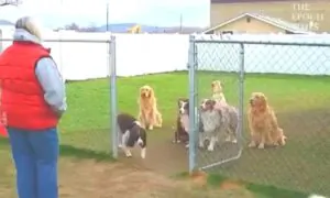 Dogs Wait Patiently For Names to Be Called