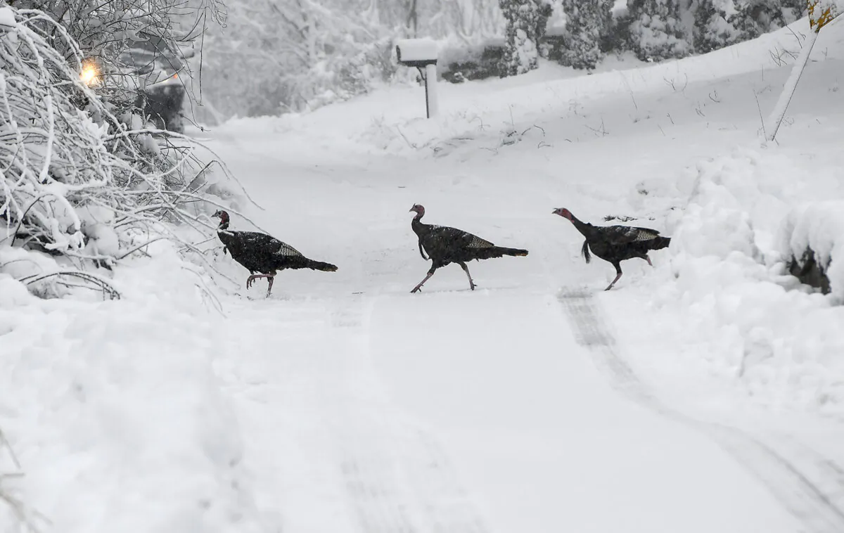 A flock of turkeys crosses Forsberg Street in Worcester, Mass., after a winter storm, on Jan. 7, 2024. (Allan Jung/Worcester Telegram & Gazette via AP)