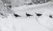 Blizzard Conditions Bear Down on Central US, Closing Schools and Highways