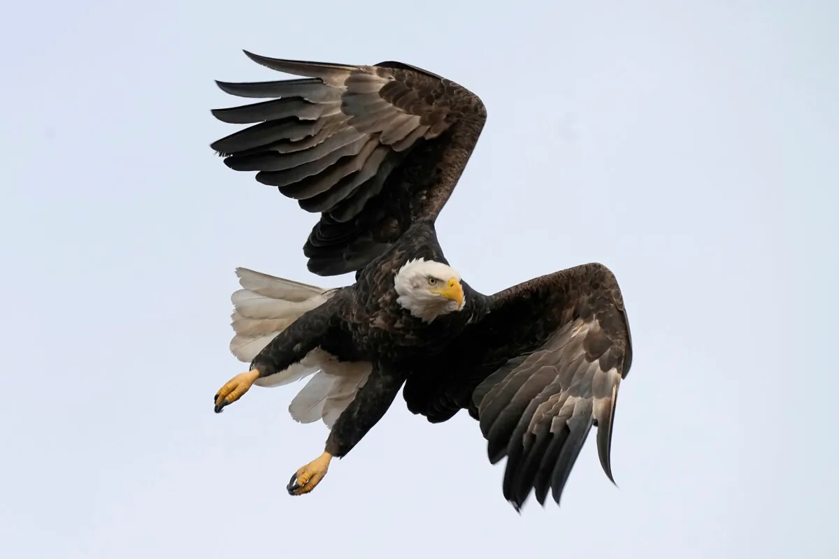 A bald eagle flies at Loess Bluffs National Wildlife Refuge in Mound City, Mo., on Dec. 24, 2021. (Charlie Riedel/AP Photo)