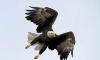 Biden Signs 50 Bills Into Law, Bald Eagle Is Formally US National Bird