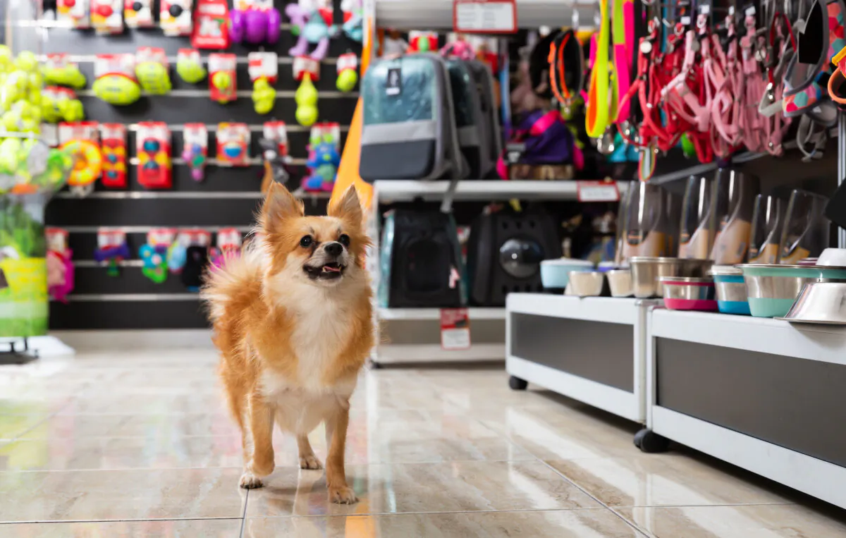 Raising a pet can be expensive but there are ways to cut down on expenses. 
(BearFotos/Shutterstock
)