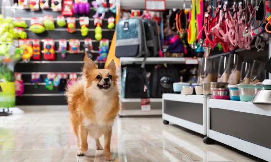 Smart Ways to Save Money on Pet Care