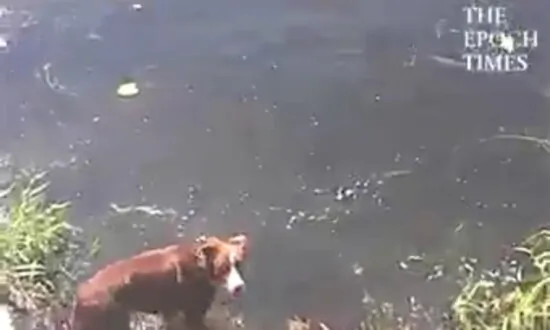 Dog Gets Big Fright From ‘Swimming Rock’