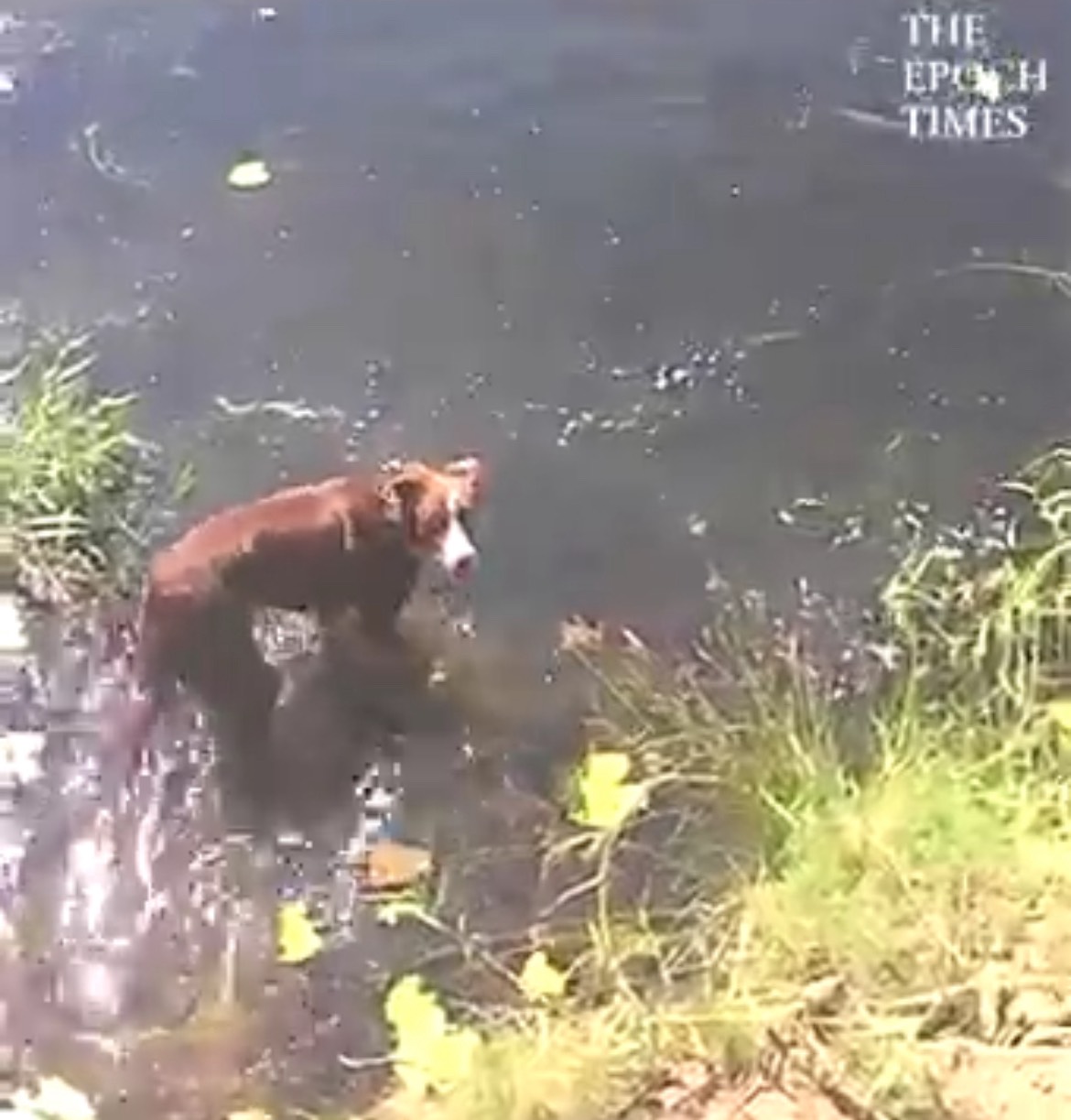 Dog Gets Big Fright From ‘Swimming Rock’ | EpochTV