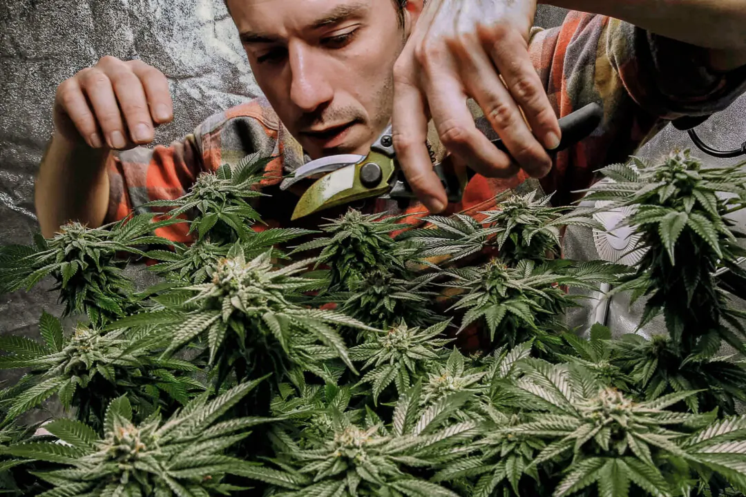 James MacWilliams prunes a marijuana plant that he is growing indoors in Portland, Maine, on Dec. 13, 2017. (Robert F. Bukaty/AP Photo)