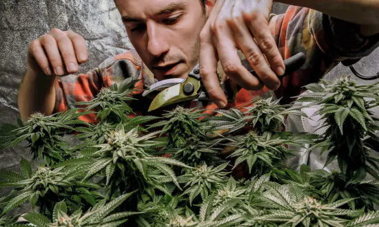Study Identifies Link Between High-Potency Cannabis Use and DNA Changes, Psychosis