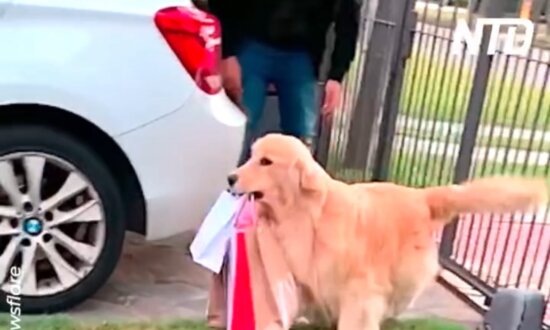 Helpful Dog in Uruguay Carries Shopping Bags Into the House