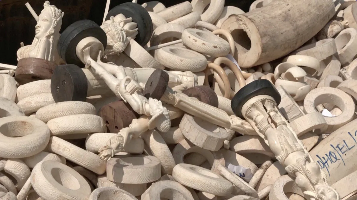 Seized ivory products in a trunk in Abuja, Nigeria, on Jan. 9, 2024, in a still from video. (Reuters/Screenshot via The Epoch Times)