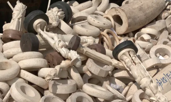 Nigeria Destroys Record $11.2 Million in Seized Elephant Tusks