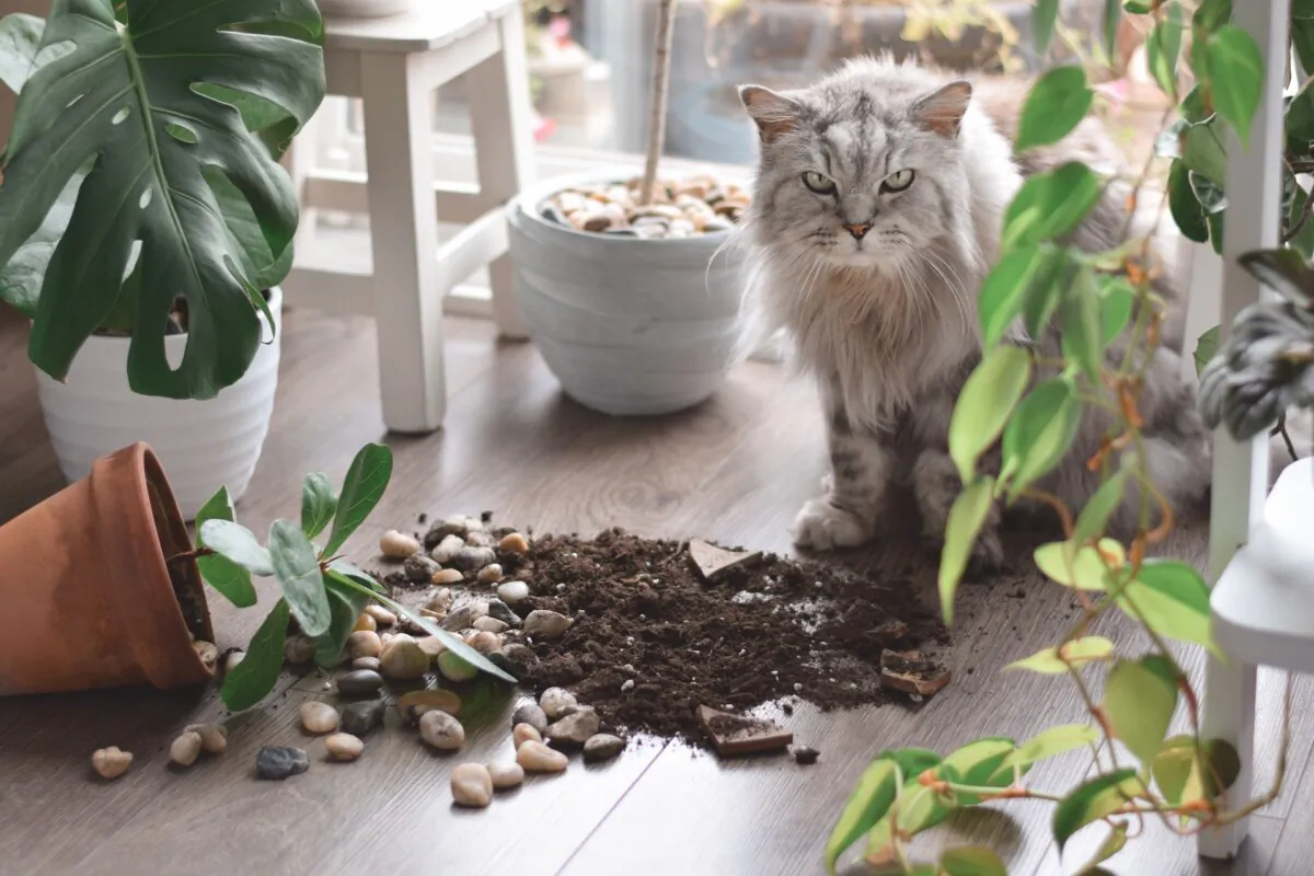 What goes on in a cat's mind is always a mystery. (JulieK2/Shutterstock)