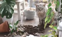 Cats Versus Flowerpots