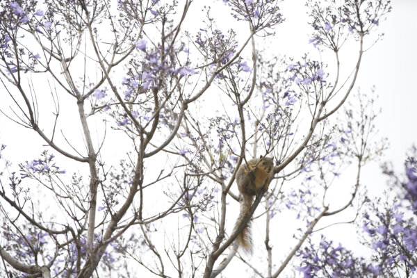 Epoch Times Photo