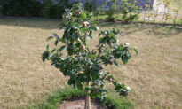 Home Orchard: How to Choose a Fruit Tree