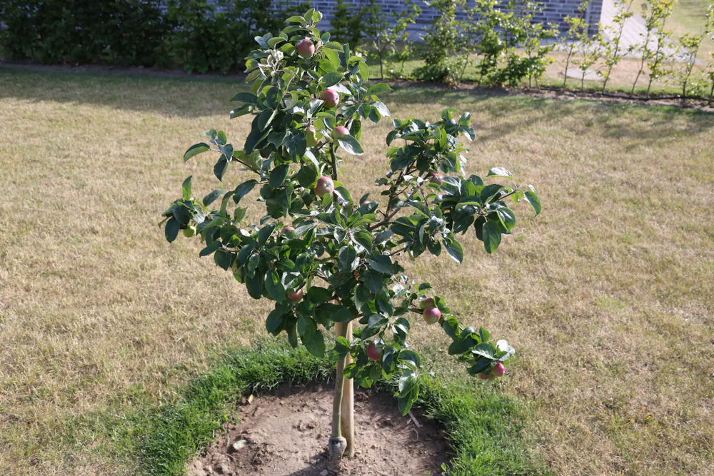 Many trees come in size variations to suit each gardener's needs. (ustun ibisoglu/Shutterstock)