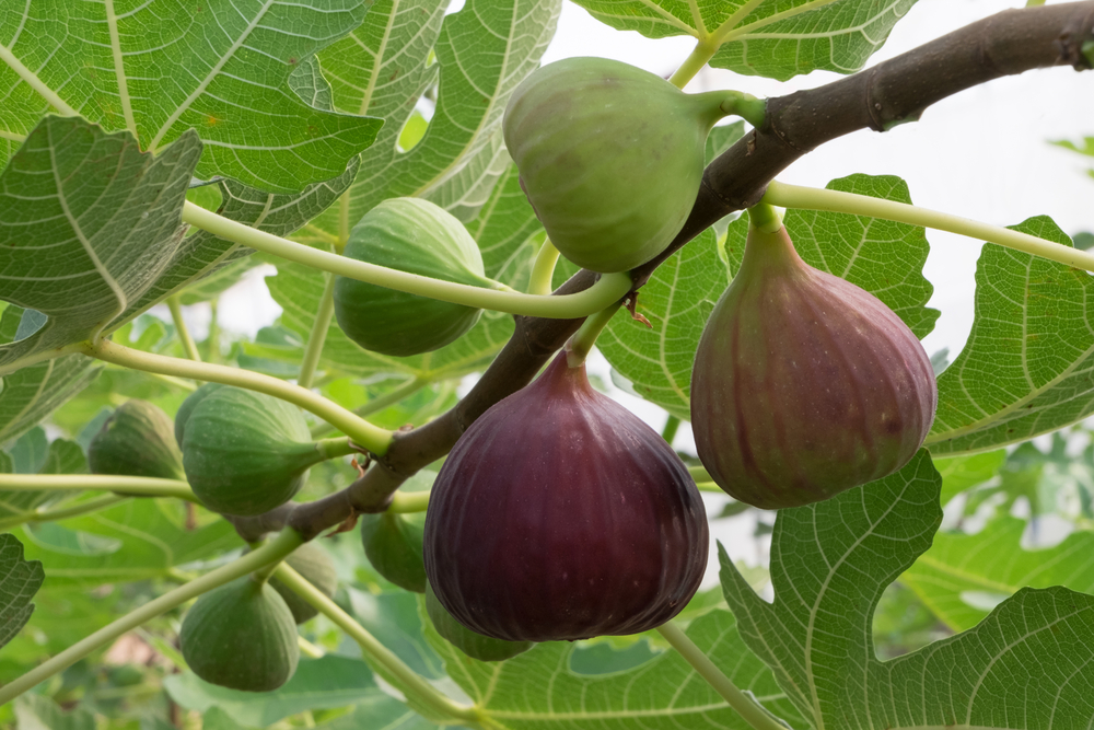 Fig trees are one of the easiest to grow as they are heat- and disease-resistant and don’t require pruning. (korkeng/Shutterstock)