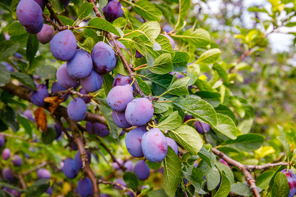 Plum trees are known for producing an overabundance.(nnattalli/Shutterstock)