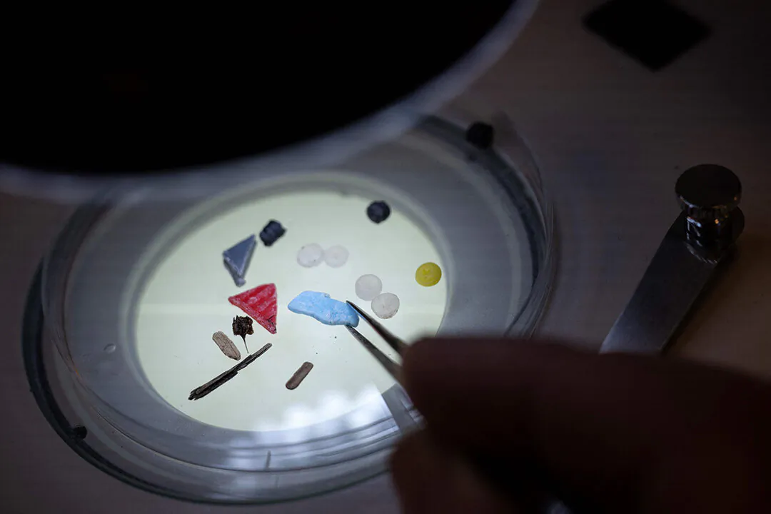 Director of the Marine Institute of Plymouth Professor Richard Thompson analyses nurdles and other micro-plastics thanks to a microscope, in a laboratory at the University of Plymouth, south western England, on February 27, 2023. (BEN STANSALL/AFP via Getty Images)