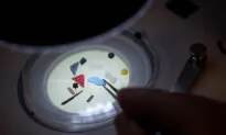 Scientists Discover Toxic Microplastics in Every Human Placenta Tested in Study