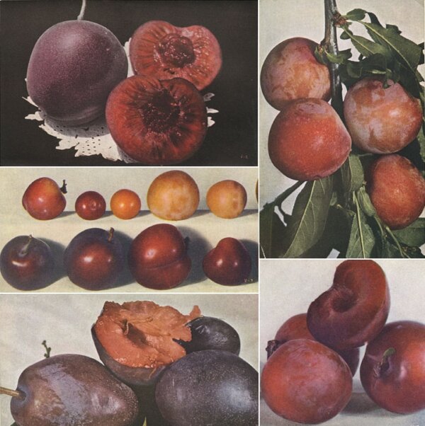 Luther Burbank
