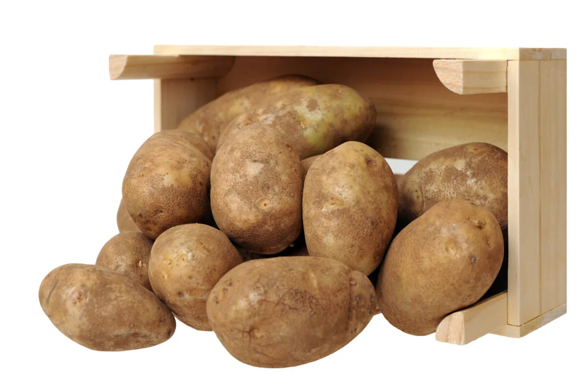 Russet Burbank potatoes were developed by Luther Burbank. (An Nguyen/Shutterstock)