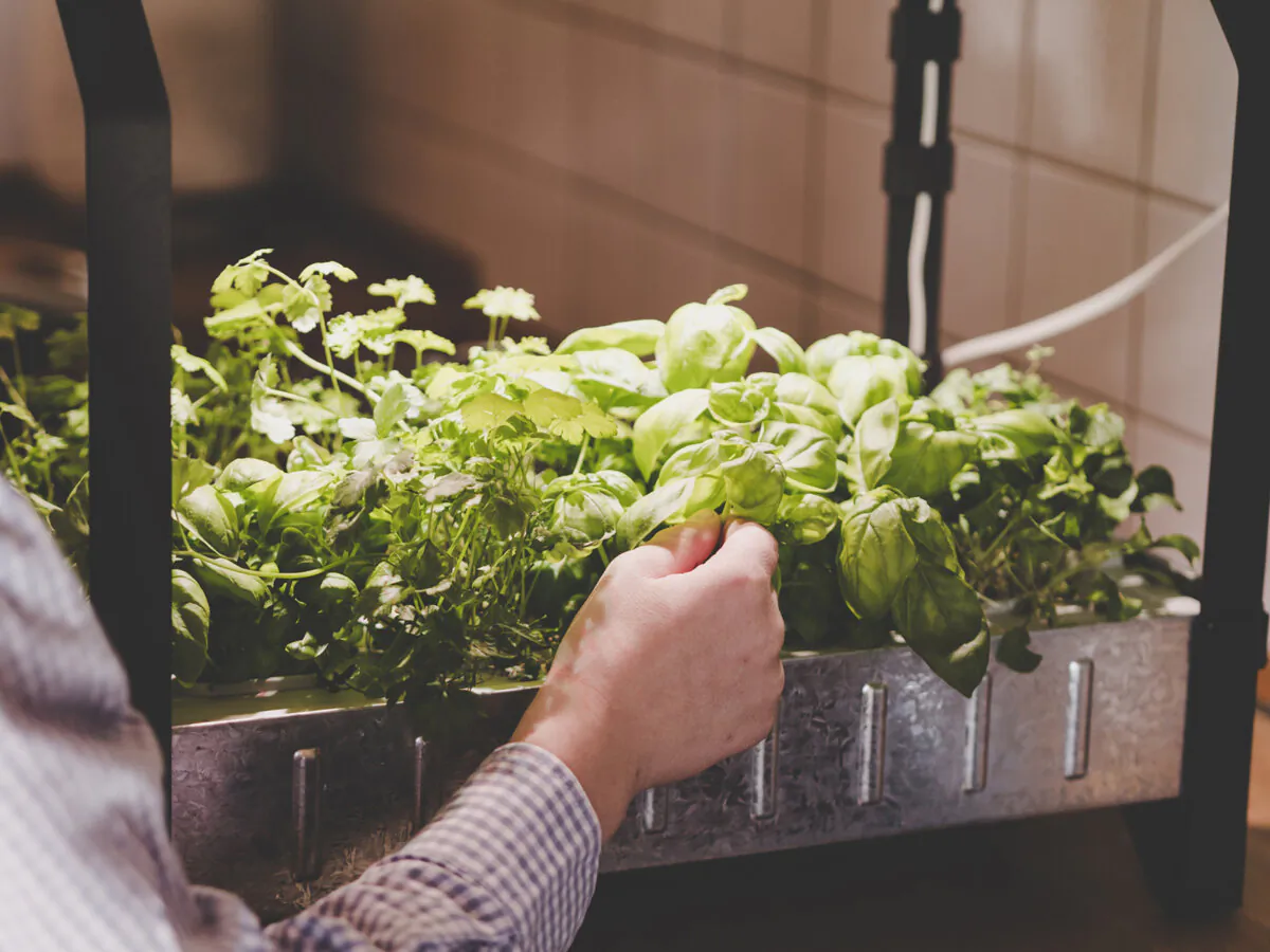 To create your own indoor garden of greens, all you need are seeds, a container, potting mix and a sunny window or artificial lights. (Dreamstime/TNS)