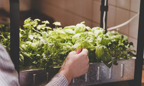 Grow tasty, nutritious greens indoors